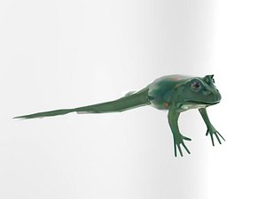 3D frog model