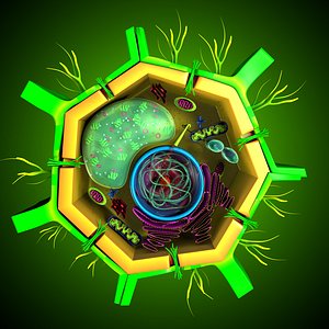 Plant Cell structure anatomy