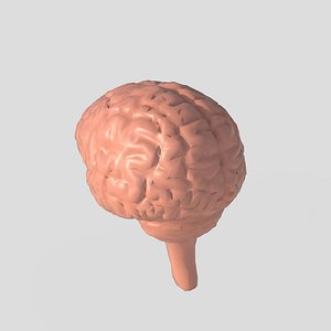 Brain 3D