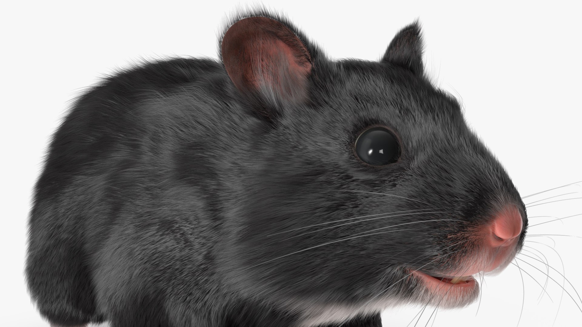 3D Syrian Hamster Black Rigged https://p.turbosquid.com/ts-thumb/KE/t7Gr1b/03/syrianhamsterblackriggedc4dmodel024/jpg/1680474967/1920x1080/fit_q87/9e96c87fec9985f4c480ef7a0fe0d10ef69fb00b/syrianhamsterblackriggedc4dmodel024.jpg