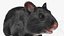 Syrian Hamster Black Rigged