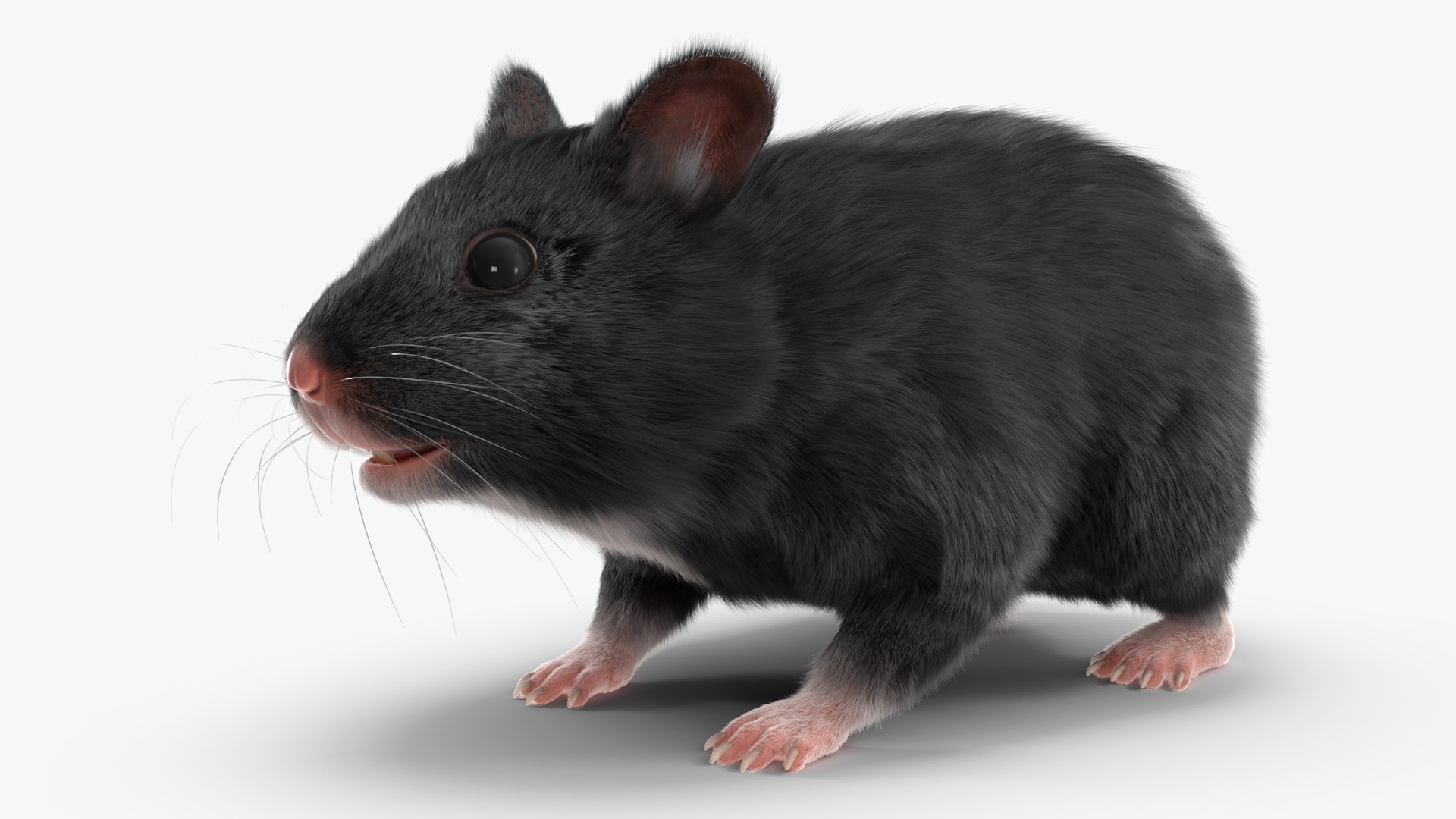 3D Syrian Hamster Black Rigged https://p.turbosquid.com/ts-thumb/KE/t7Gr1b/2G/syrianhamsterblackriggedc4dmodel014/jpg/1680474932/1920x1080/fit_q87/405023631054b067c2153b6a294df260ee06339a/syrianhamsterblackriggedc4dmodel014.jpg