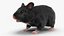 Syrian Hamster Black Rigged