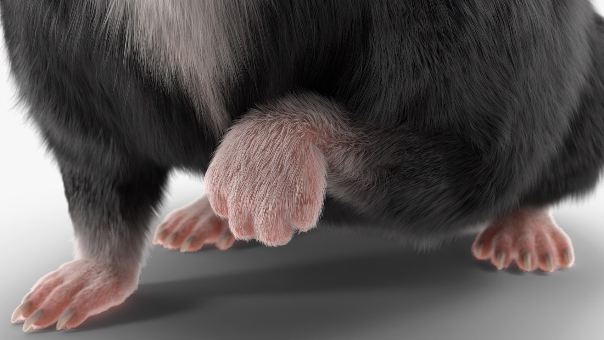 3D Syrian Hamster Black Rigged https://p.turbosquid.com/ts-thumb/KE/t7Gr1b/2T/syrianhamsterblackriggedc4dmodel028/jpg/1680474980/1920x1080/fit_q87/dfba794d671e51f82dace524309d84828579f510/syrianhamsterblackriggedc4dmodel028.jpg