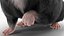 Syrian Hamster Black Rigged