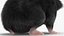 Syrian Hamster Black Rigged