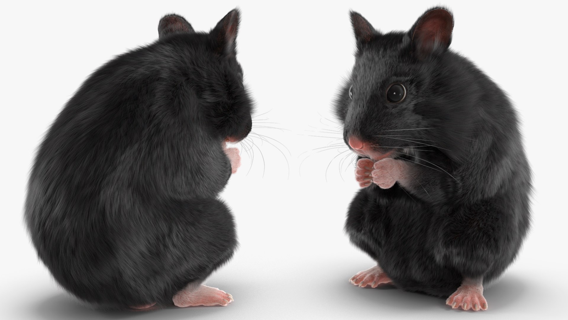3D Syrian Hamster Black Rigged https://p.turbosquid.com/ts-thumb/KE/t7Gr1b/6Z/syrianhamsterblackriggedc4dmodel018/jpg/1680474946/1920x1080/fit_q87/d494e87e1100131ce1090c6b41229ad3584e067d/syrianhamsterblackriggedc4dmodel018.jpg