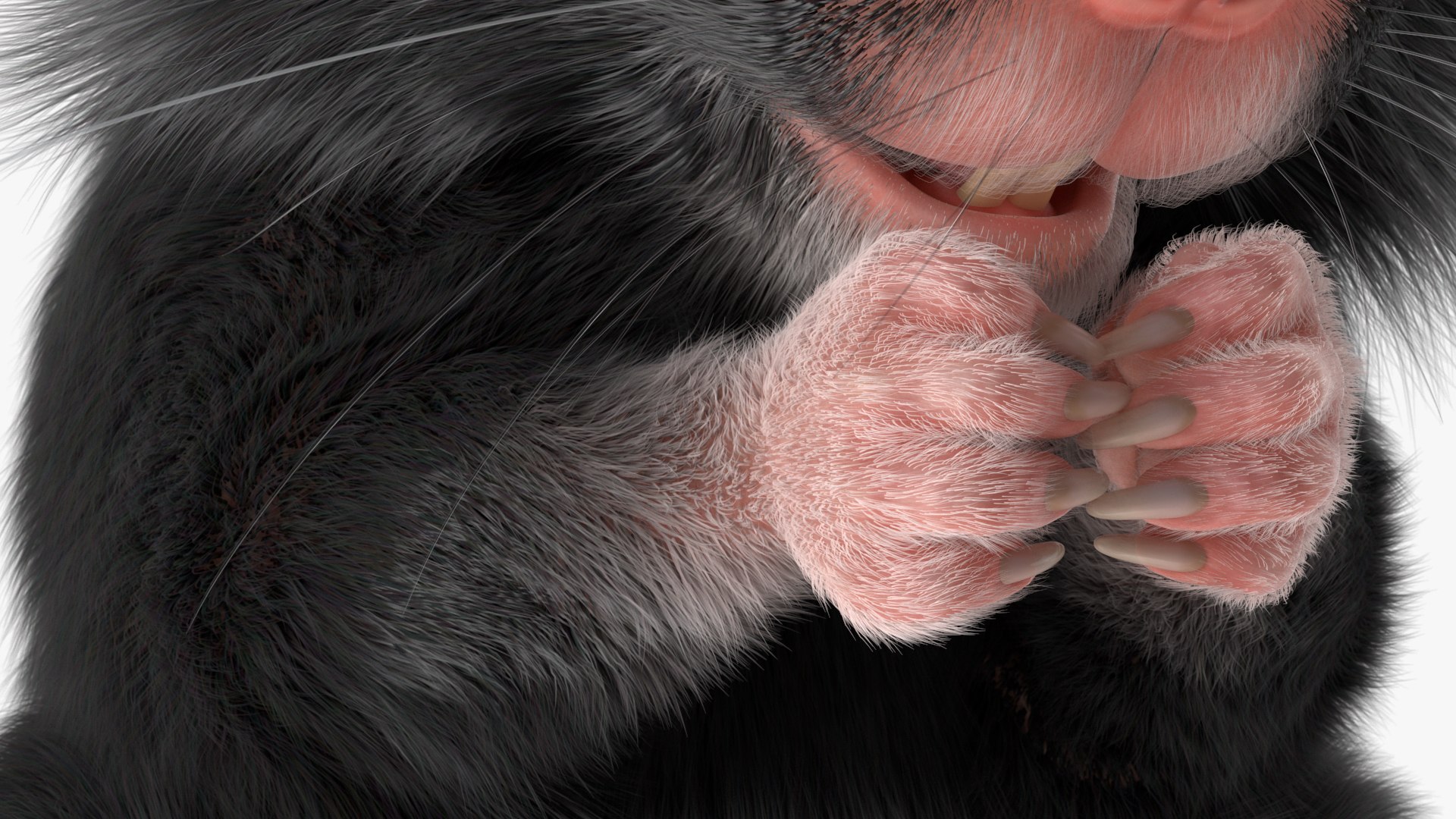 3D Syrian Hamster Black Rigged https://p.turbosquid.com/ts-thumb/KE/t7Gr1b/6p/syrianhamsterblackriggedc4dmodel031/jpg/1680474990/1920x1080/fit_q87/b6c1fc4dd4298b0accd388e858afe45d2568d658/syrianhamsterblackriggedc4dmodel031.jpg