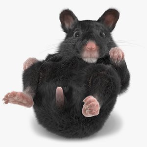 3D Syrian Hamster Black Rigged