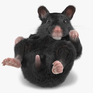 Syrian Hamster Black Rigged