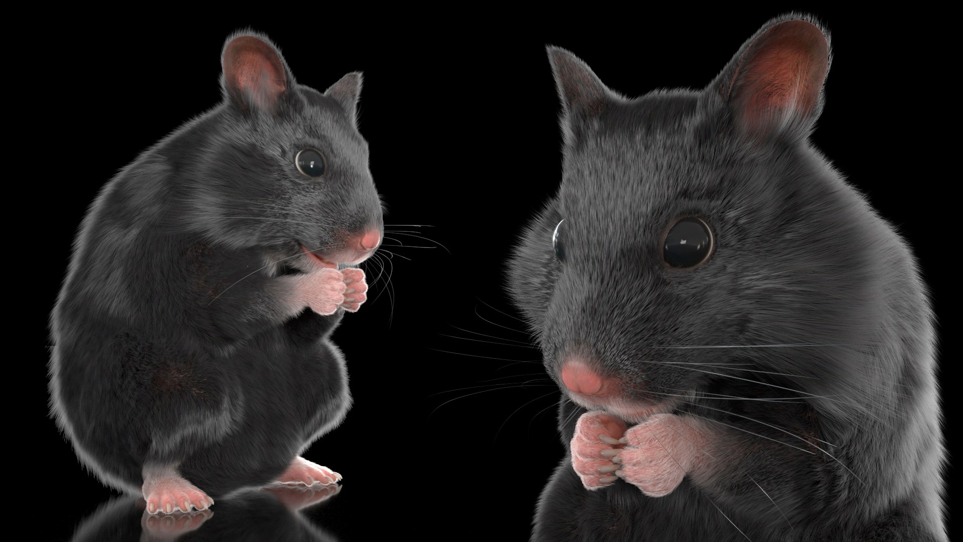 3D Syrian Hamster Black Rigged https://p.turbosquid.com/ts-thumb/KE/t7Gr1b/8h/syrianhamsterblackriggedc4dmodel013/jpg/1680474929/1920x1080/fit_q87/f850b7abd19a8a4c43810e911d19dc2e87546372/syrianhamsterblackriggedc4dmodel013.jpg