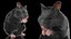Syrian Hamster Black Rigged