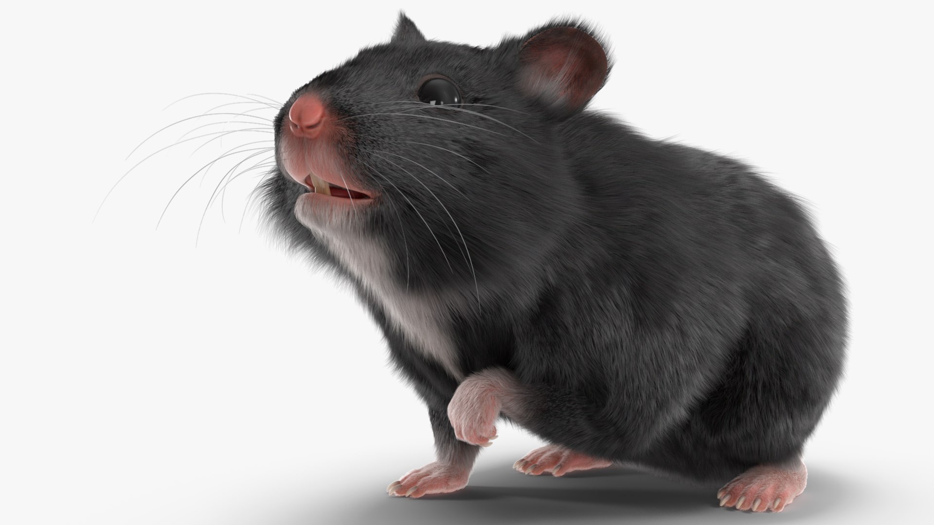 3D Syrian Hamster Black Rigged https://p.turbosquid.com/ts-thumb/KE/t7Gr1b/98/syrianhamsterblackriggedc4dmodel015/jpg/1680474935/1920x1080/fit_q87/545bb698363c4ffa4eaeda872451f2b3757b4d27/syrianhamsterblackriggedc4dmodel015.jpg