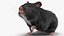 Syrian Hamster Black Rigged