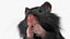 Syrian Hamster Black Rigged