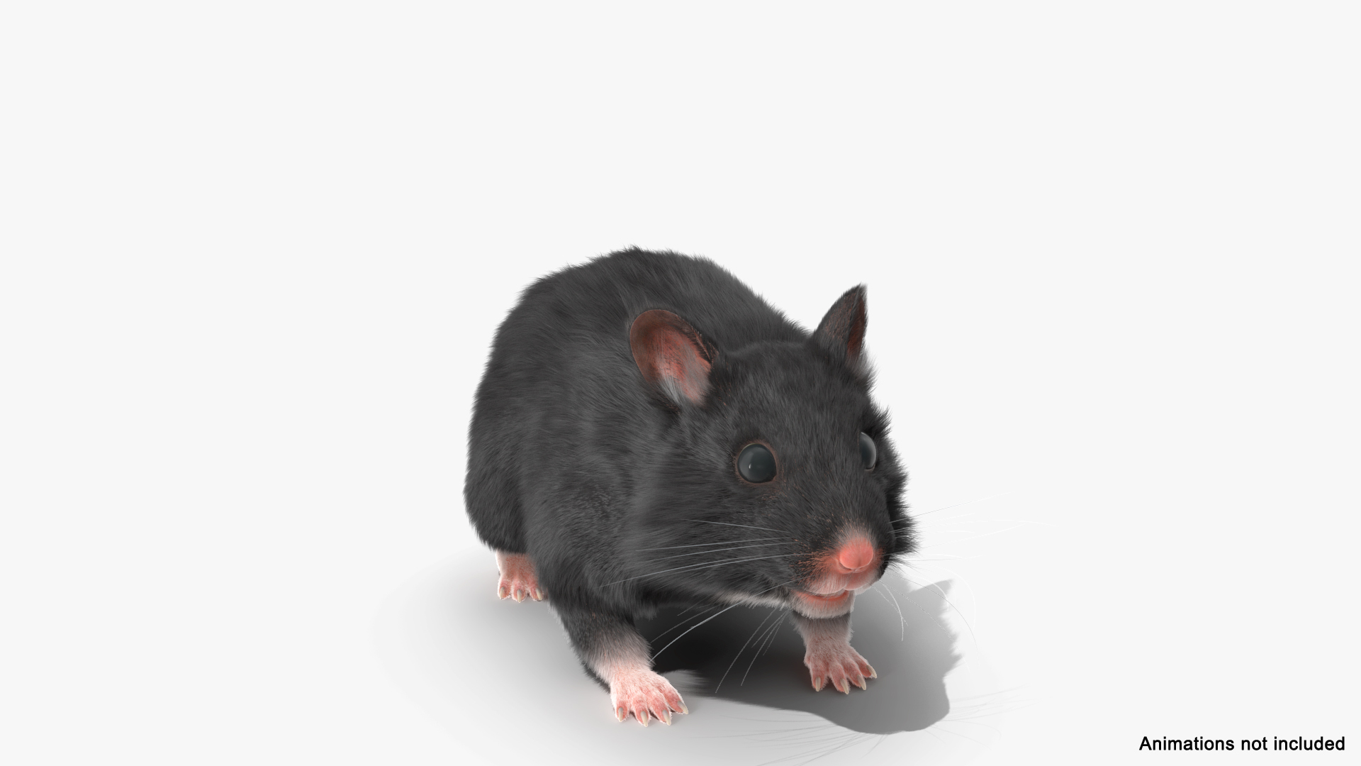 3D Syrian Hamster Black Rigged TurboSquid 2050975