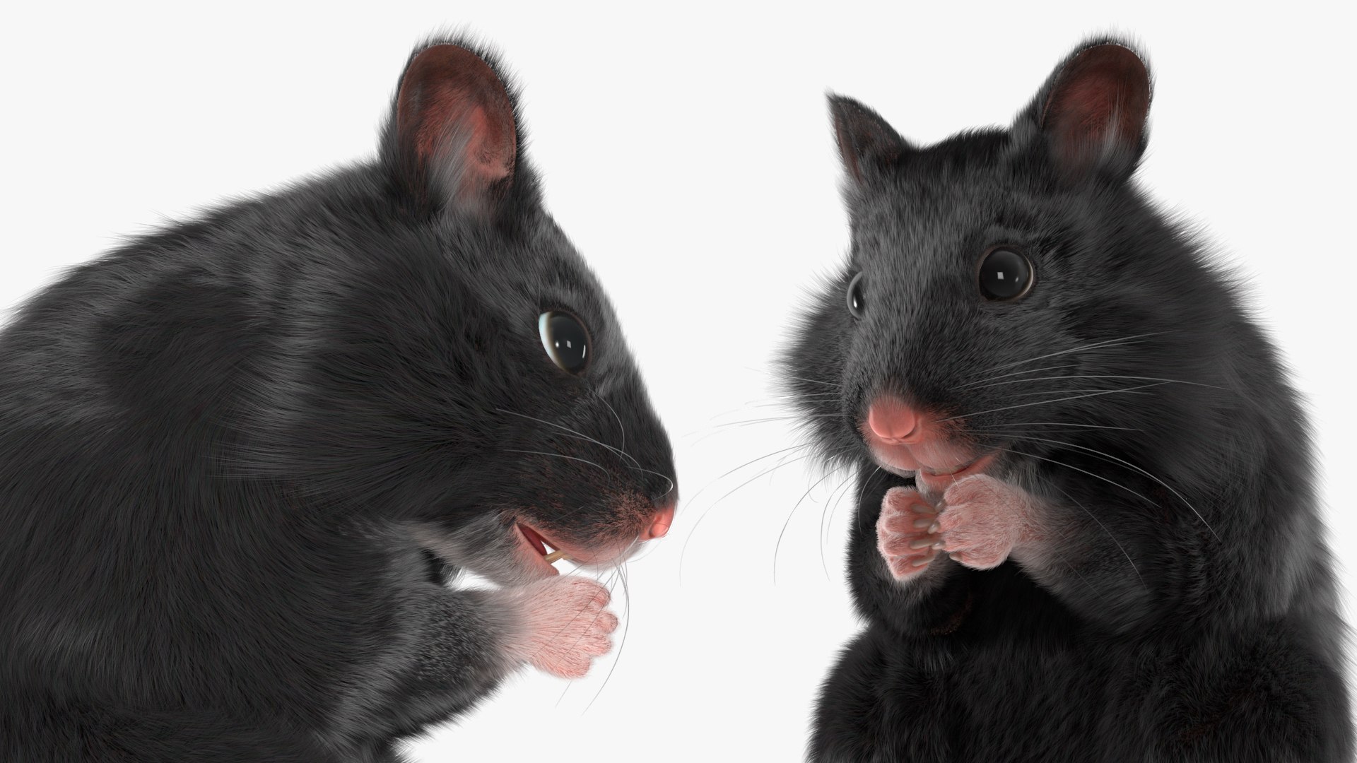 3D Syrian Hamster Black Rigged https://p.turbosquid.com/ts-thumb/KE/t7Gr1b/Ck/syrianhamsterblackriggedc4dmodel023/jpg/1680474964/1920x1080/fit_q87/ab498d74144d5f1381c968948b8b1d9612ea644a/syrianhamsterblackriggedc4dmodel023.jpg