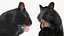 Syrian Hamster Black Rigged