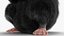 Syrian Hamster Black Rigged
