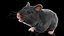 Syrian Hamster Black Rigged
