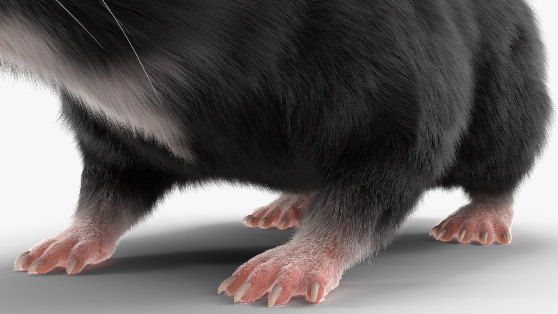 3D Syrian Hamster Black Rigged https://p.turbosquid.com/ts-thumb/KE/t7Gr1b/Ye/syrianhamsterblackriggedc4dmodel027/jpg/1680474978/1920x1080/fit_q87/35809c40eac24c5c223b67dd59e2e90b1d4563e9/syrianhamsterblackriggedc4dmodel027.jpg