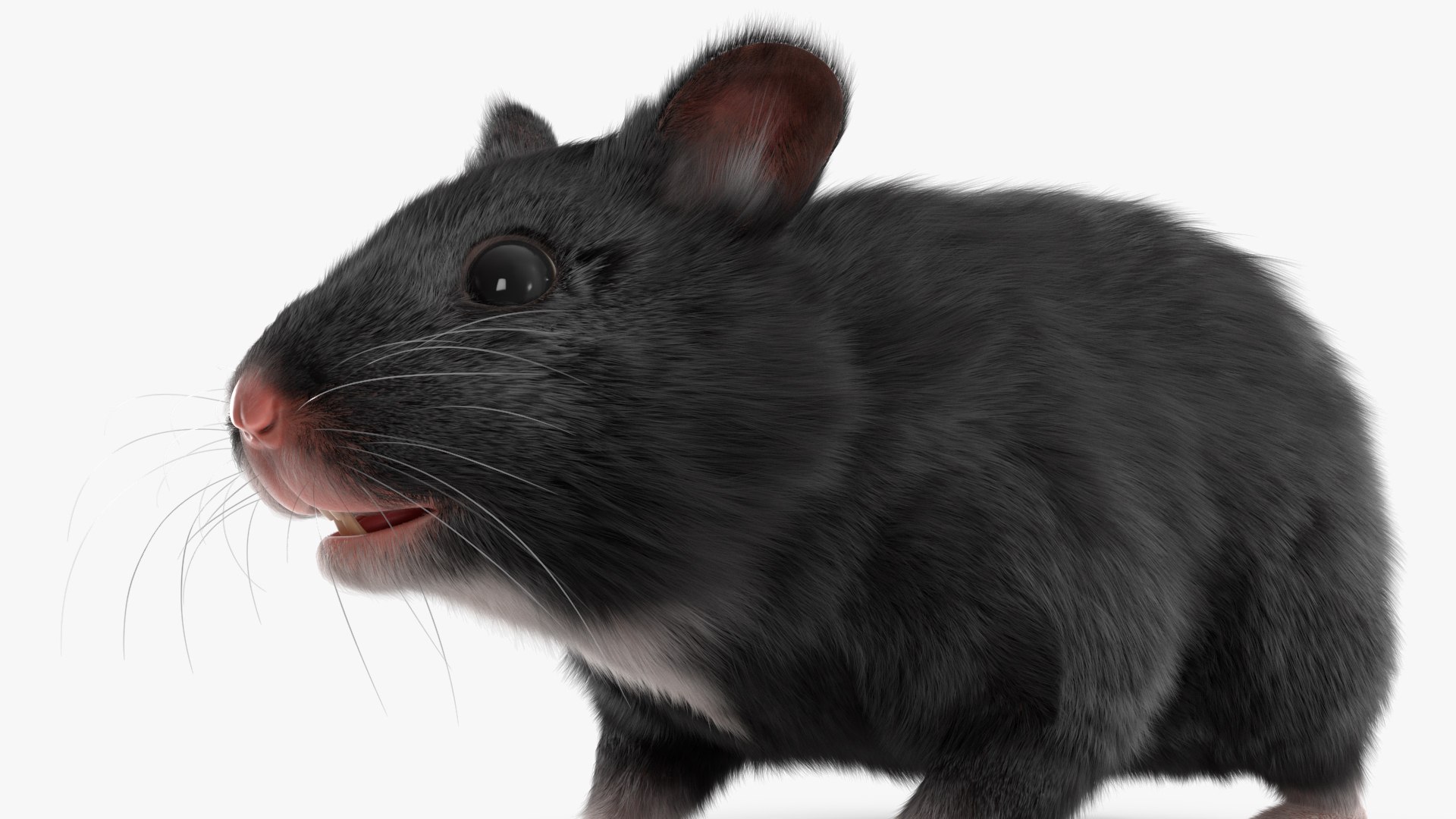 3D Syrian Hamster Black Rigged https://p.turbosquid.com/ts-thumb/KE/t7Gr1b/aW/syrianhamsterblackriggedc4dmodel021/jpg/1680474956/1920x1080/fit_q87/069485df7c1054e57fdbf6ae85a4aa77e03c8416/syrianhamsterblackriggedc4dmodel021.jpg