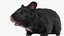 Syrian Hamster Black Rigged