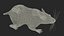 Syrian Hamster Black Rigged