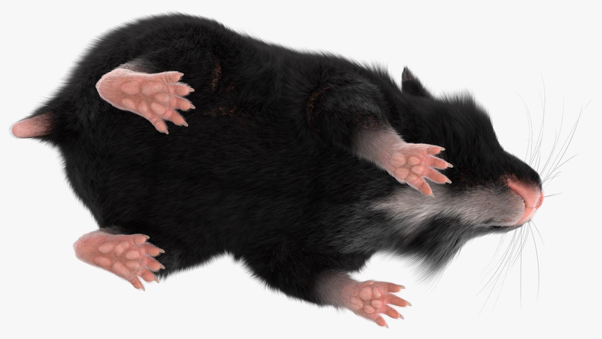 3D Syrian Hamster Black Rigged https://p.turbosquid.com/ts-thumb/KE/t7Gr1b/gz/syrianhamsterblackriggedc4dmodel020/jpg/1680474953/1920x1080/fit_q87/95359ca913f95579183b4a0ba84ef854f343f241/syrianhamsterblackriggedc4dmodel020.jpg
