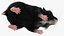 Syrian Hamster Black Rigged