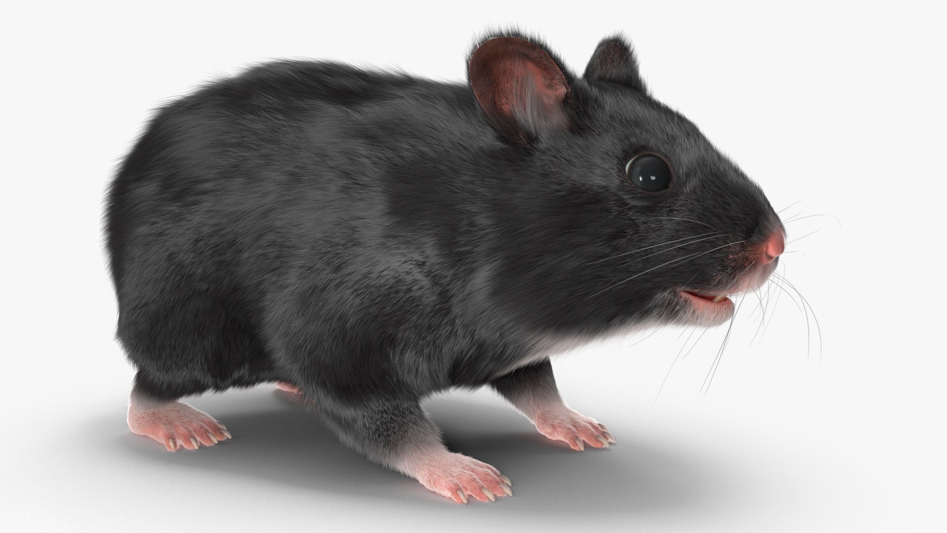 3D Syrian Hamster Black Rigged https://p.turbosquid.com/ts-thumb/KE/t7Gr1b/hQ/syrianhamsterblackriggedc4dmodel017/jpg/1680474943/1920x1080/fit_q87/e8f250a798997483f6d691fbd8101d5fa021063a/syrianhamsterblackriggedc4dmodel017.jpg