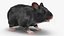 Syrian Hamster Black Rigged