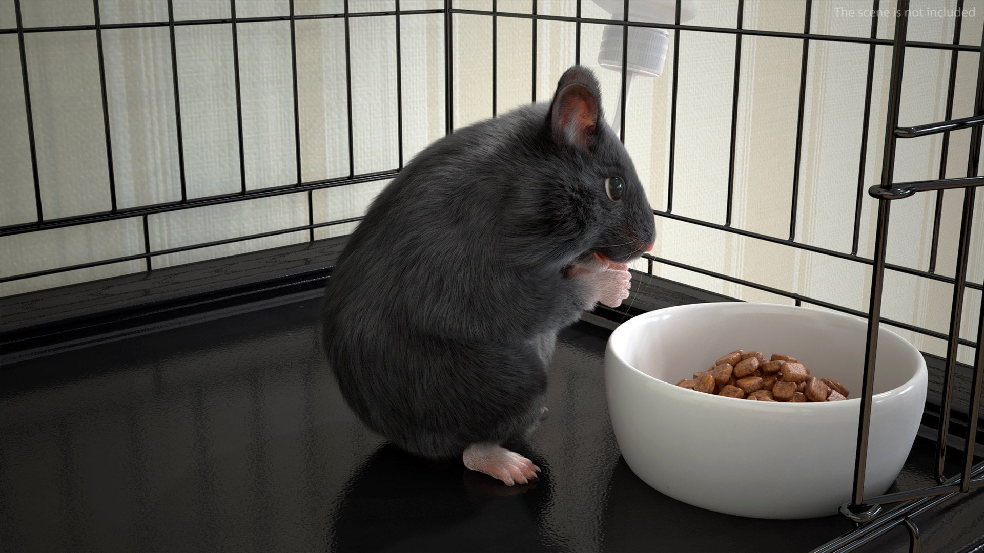3D Syrian Hamster Black Rigged https://p.turbosquid.com/ts-thumb/KE/t7Gr1b/l2/syrianhamsterblackriggedc4dmodel004/jpg/1680474892/1920x1080/fit_q87/b3e5b4276d45ca07928d70a969c0076ec57780d6/syrianhamsterblackriggedc4dmodel004.jpg