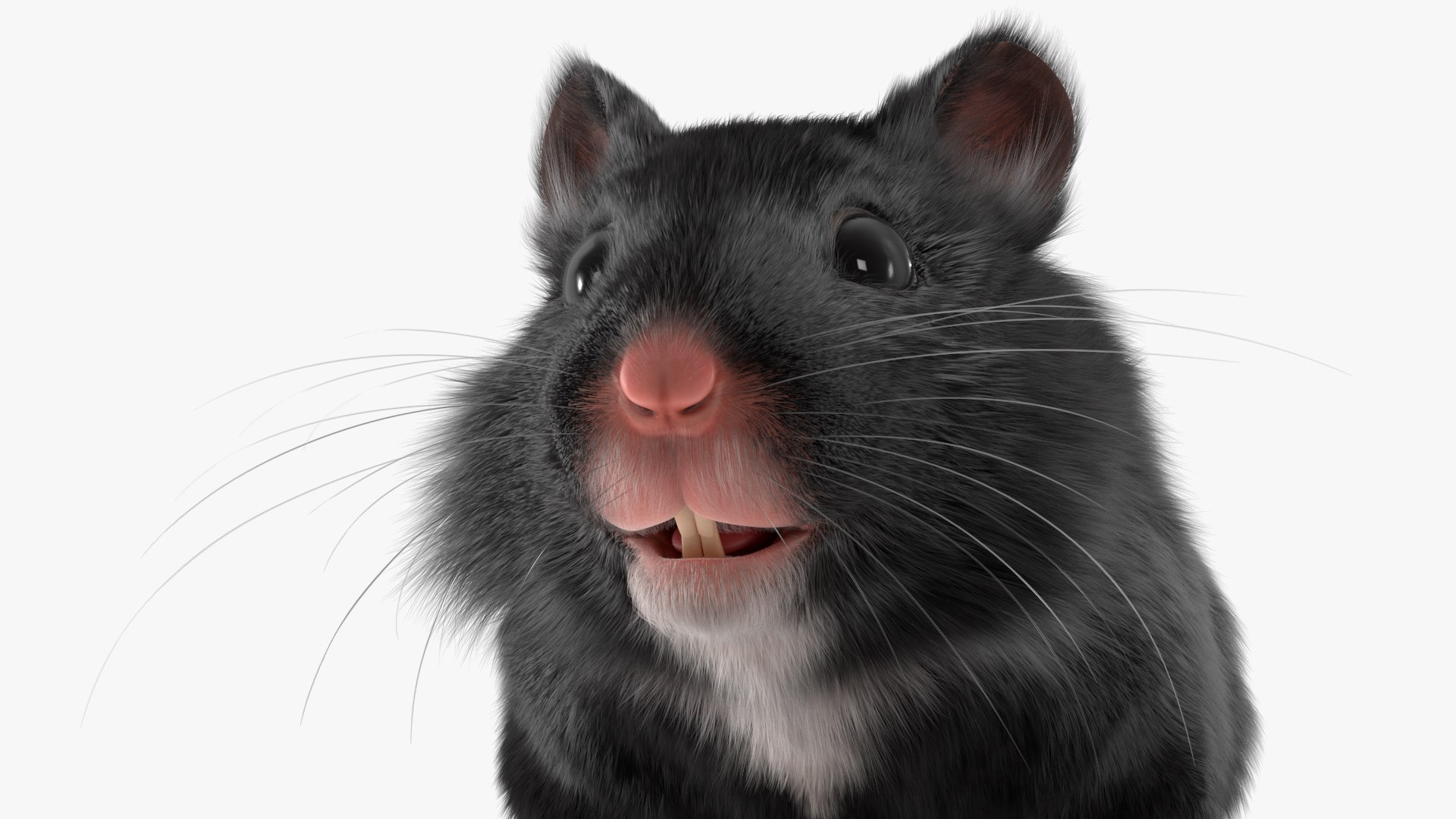 3D Syrian Hamster Black Rigged https://p.turbosquid.com/ts-thumb/KE/t7Gr1b/lb/syrianhamsterblackriggedc4dmodel026/jpg/1680474974/1920x1080/fit_q87/bde2bc186b5eb7ae19fc02051fbc28993eb1ec36/syrianhamsterblackriggedc4dmodel026.jpg
