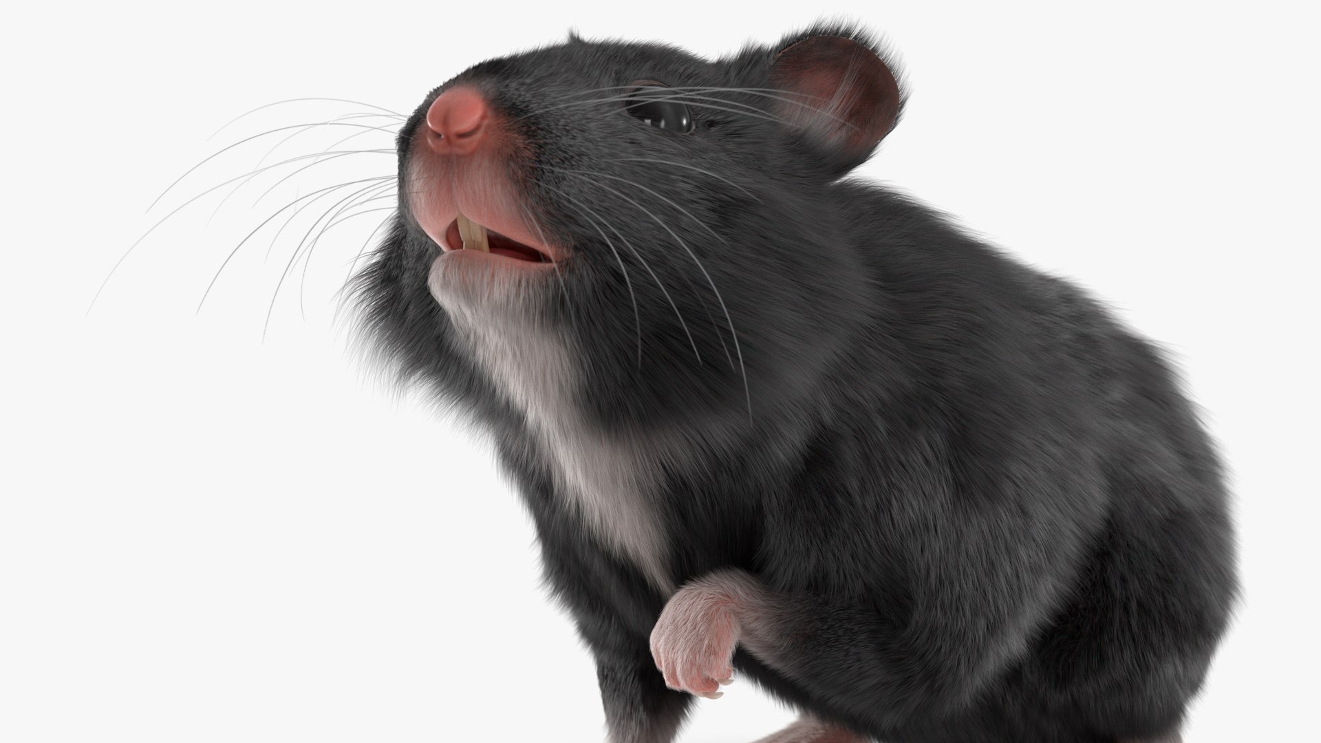 3D Syrian Hamster Black Rigged https://p.turbosquid.com/ts-thumb/KE/t7Gr1b/tM/syrianhamsterblackriggedc4dmodel022/jpg/1680474959/1920x1080/fit_q87/25bd7e55afb0cb4a143b1d8bb386b567a8680145/syrianhamsterblackriggedc4dmodel022.jpg