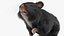 Syrian Hamster Black Rigged