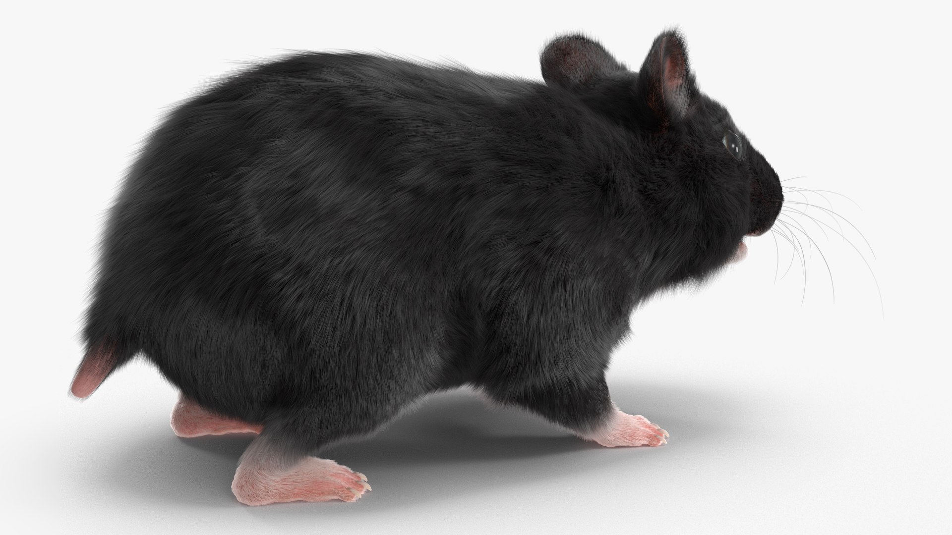 3D Syrian Hamster Black Rigged https://p.turbosquid.com/ts-thumb/KE/t7Gr1b/tS/syrianhamsterblackriggedc4dmodel016/jpg/1680474939/1920x1080/fit_q87/6baa4070fcb696a4c7632167e689c5bc3adde3e2/syrianhamsterblackriggedc4dmodel016.jpg