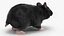 Syrian Hamster Black Rigged