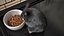 Syrian Hamster Black Rigged