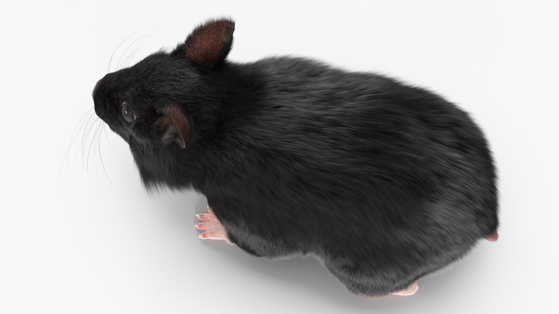 3D Syrian Hamster Black Rigged https://p.turbosquid.com/ts-thumb/KE/t7Gr1b/v7/syrianhamsterblackriggedc4dmodel019/jpg/1680474949/1920x1080/fit_q87/3e38415862b37178d854d1dc31fe1c12ff52f605/syrianhamsterblackriggedc4dmodel019.jpg
