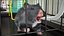 Syrian Hamster Black Rigged
