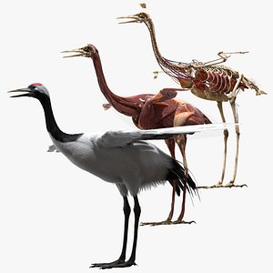 Red-Crowned Crane Fur Anatomy rig