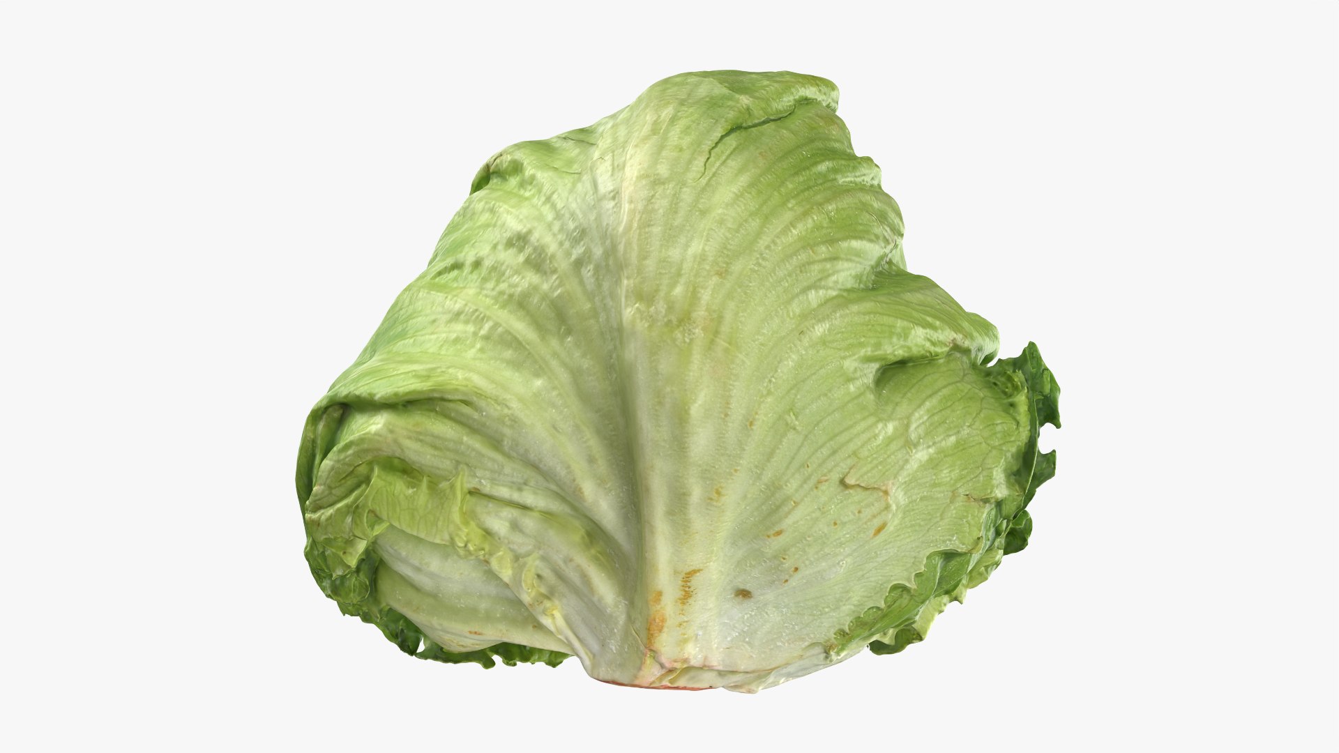 Iceberg Lettuce model https://p.turbosquid.com/ts-thumb/KF/8UjqtC/7o/iceberglettuce_0006/png/1768822092/1920x1080/fit_q87/f4674dc0f2cac06506b0d7265187cadc1e93ebe1/iceberglettuce_0006.jpg