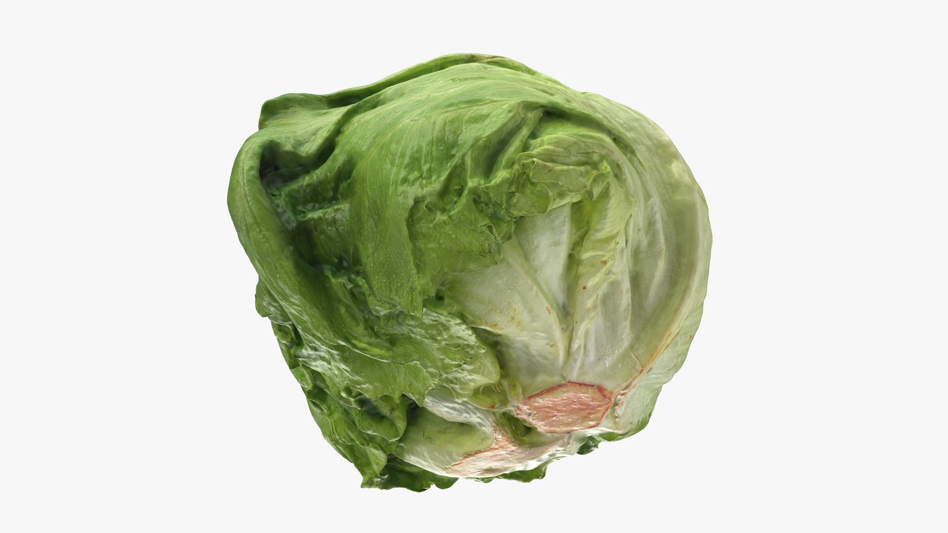 Iceberg Lettuce model https://p.turbosquid.com/ts-thumb/KF/8UjqtC/E5/iceberglettuce_0012/png/1768822128/1920x1080/fit_q87/af5a08dabd8d5b0c37f6caecd51738557c249c41/iceberglettuce_0012.jpg