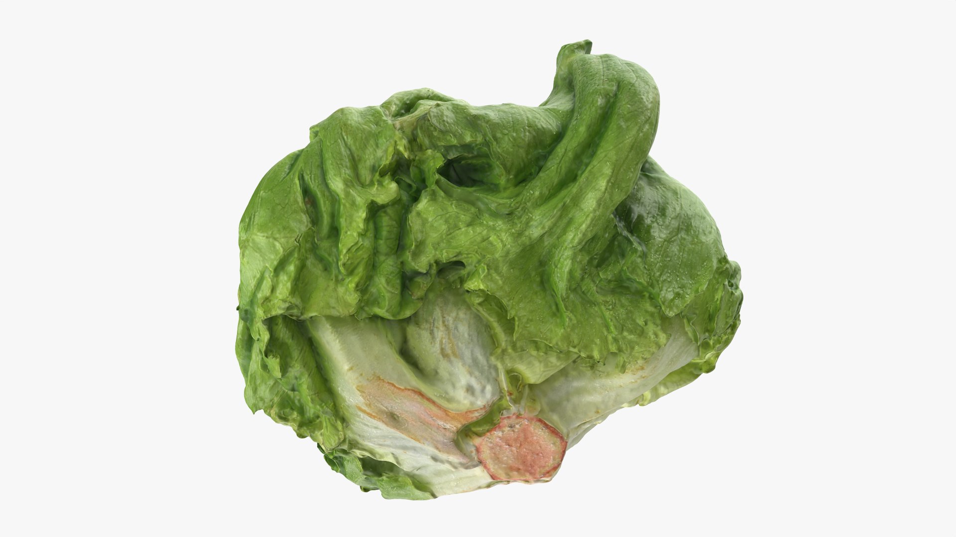 Iceberg Lettuce model https://p.turbosquid.com/ts-thumb/KF/8UjqtC/Mx/iceberglettuce_0007/png/1768822098/1920x1080/fit_q87/c316a4c6187012c80098d54bd46c6090c85f7f56/iceberglettuce_0007.jpg