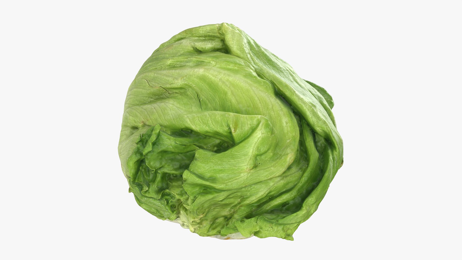 Iceberg Lettuce model https://p.turbosquid.com/ts-thumb/KF/8UjqtC/NW/iceberglettuce_0008/png/1768822111/1920x1080/fit_q87/098ec72d8db44892511f6014482b68fdbb1bbc76/iceberglettuce_0008.jpg
