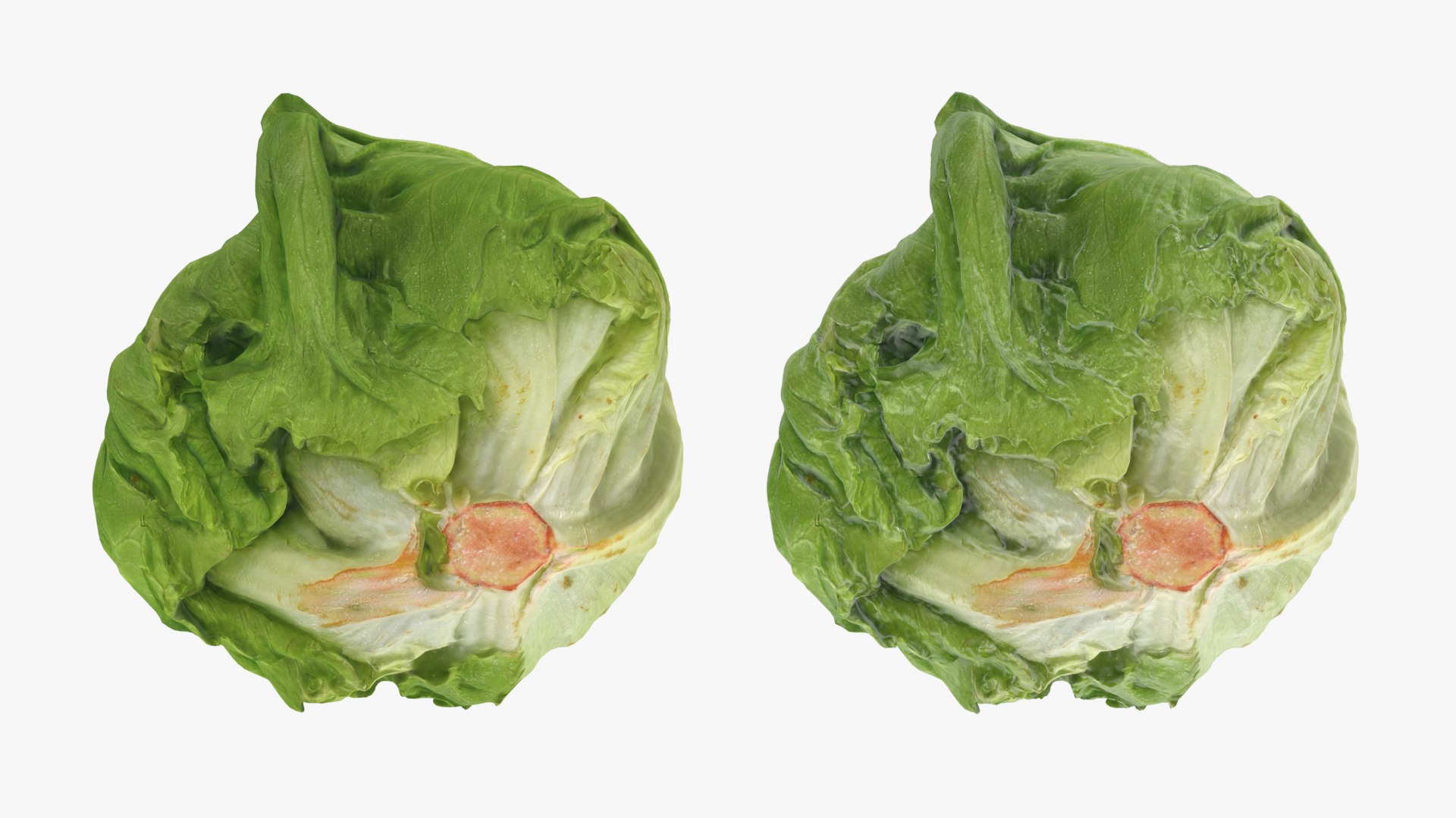 Iceberg Lettuce model https://p.turbosquid.com/ts-thumb/KF/8UjqtC/Vb/iceberglettuce_0001b/png/1768822081/1920x1080/fit_q87/e7ef3c012e80882415ec961f2124bc6e27e9d00c/iceberglettuce_0001b.jpg