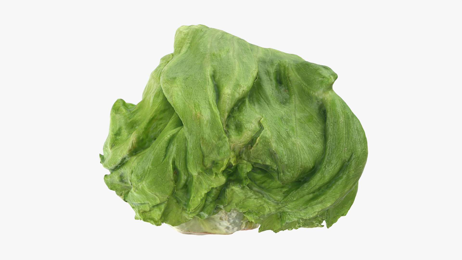 Iceberg Lettuce model https://p.turbosquid.com/ts-thumb/KF/8UjqtC/dr/iceberglettuce_0009/png/1768822110/1920x1080/fit_q87/fd353caa6a6258f59d46130f961cad13f1cbed9a/iceberglettuce_0009.jpg