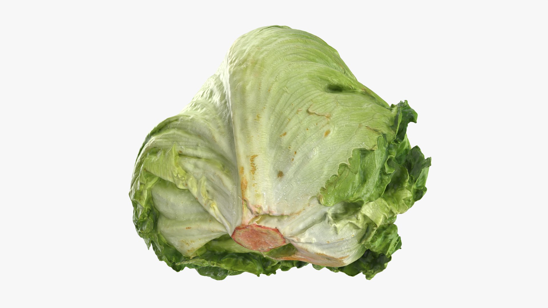Iceberg Lettuce model https://p.turbosquid.com/ts-thumb/KF/8UjqtC/kb/iceberglettuce_0010/png/1768822105/1920x1080/fit_q87/904aec95fbecbf9c2e7f6b4678855cffad09211f/iceberglettuce_0010.jpg
