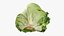 Lattuga iceberg